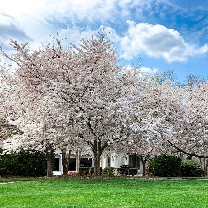 Yoshino Cherry tree