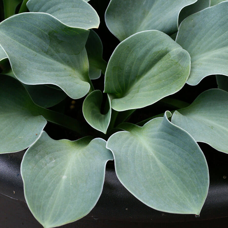 Blue mouse ear hosta