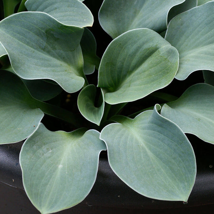 Blue mouse ear hosta