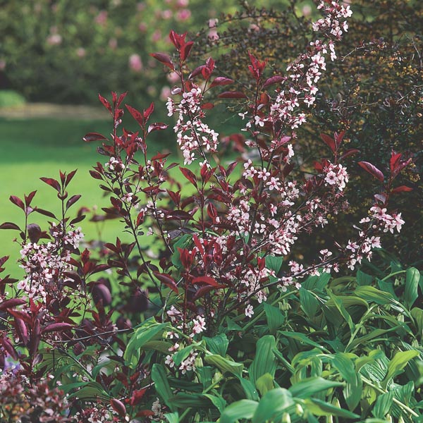 Purple Leaf Sandcherry Bush