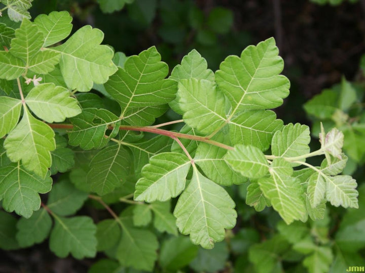 Fragrant Sumac