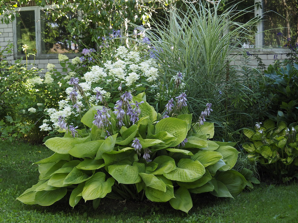 Sum and Substance Hosta