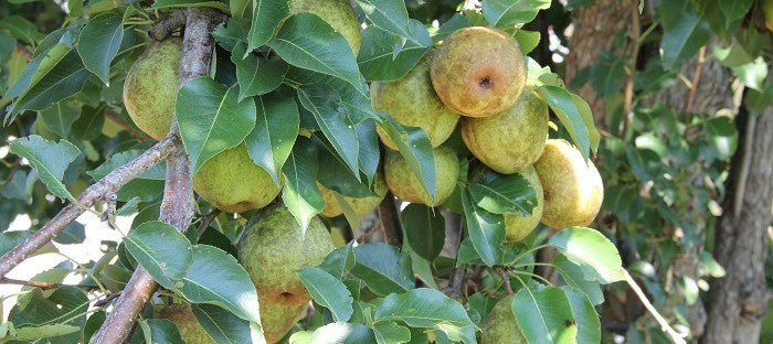 'Kieffer' Pear