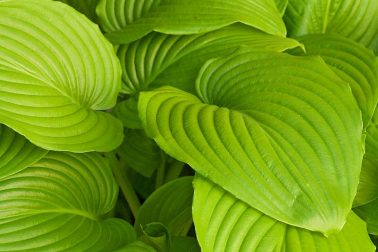 Sum and Substance Hosta