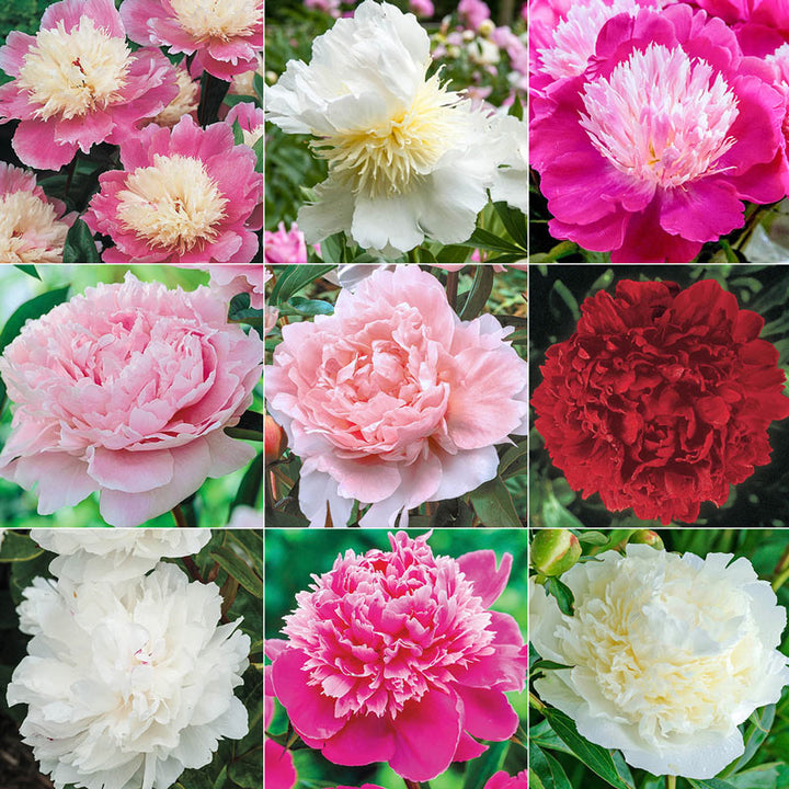 Mystery Box Peony - 1 Gallon Herbaceous Peony