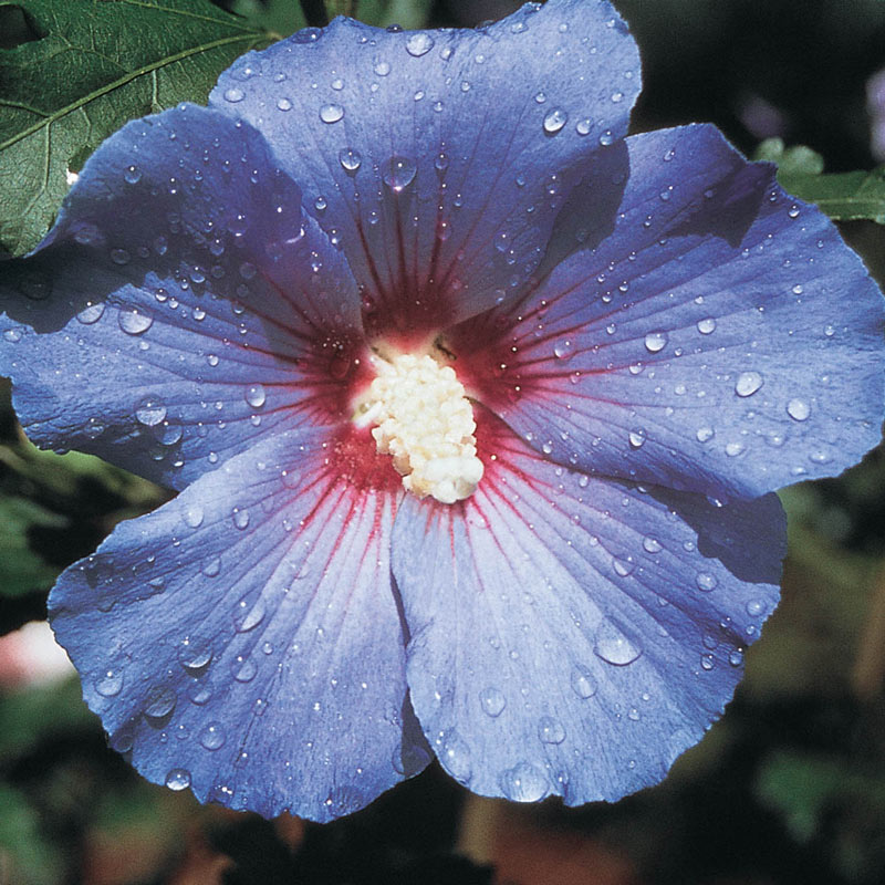 Rose of Sharon - Shrub Althea - Hibiscus 'Bluebird