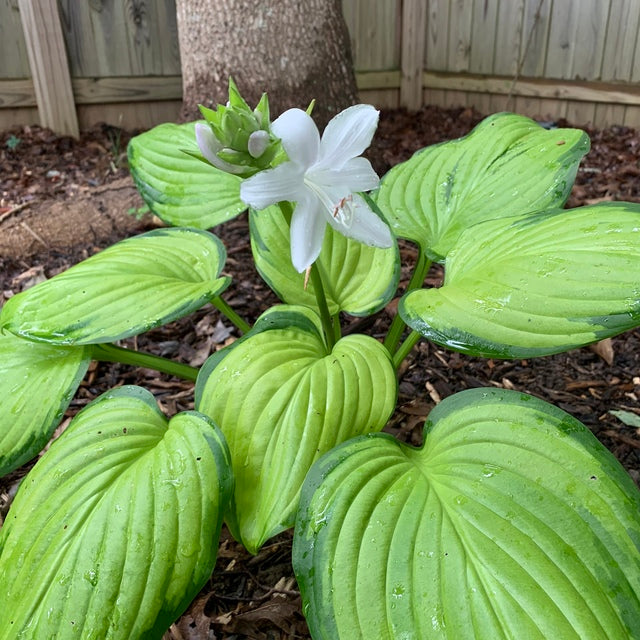 Blooming guacamole hosta