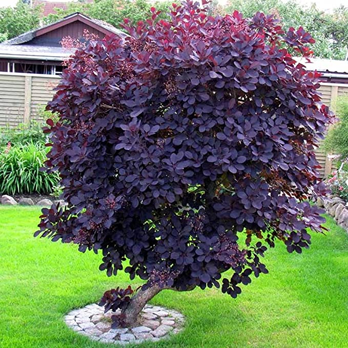 Royal Purple Smoke Tree