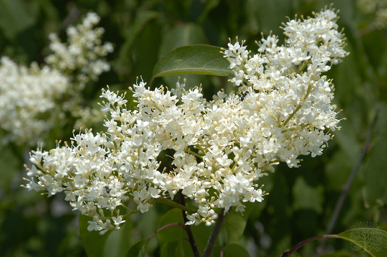 Japanese Lilac Ivory Silk Tree flowers