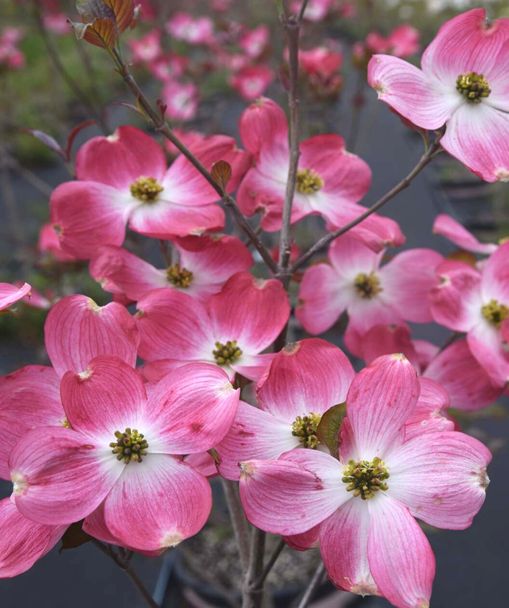 Cherokee Brave Dogwood Flowers