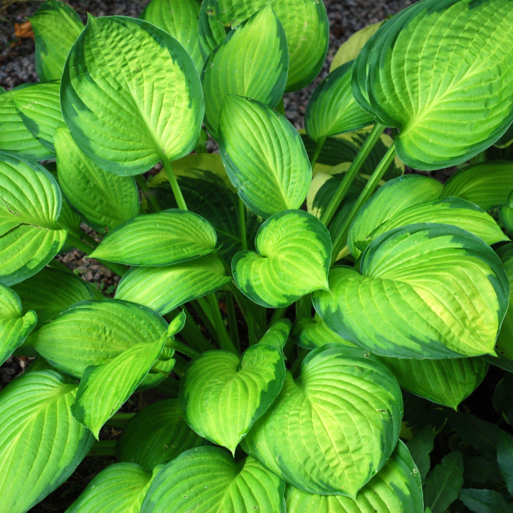 Guacamole hosta