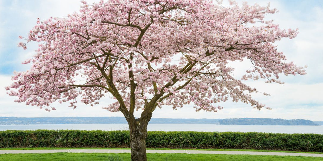 Autumnalis Higan Cherry tree