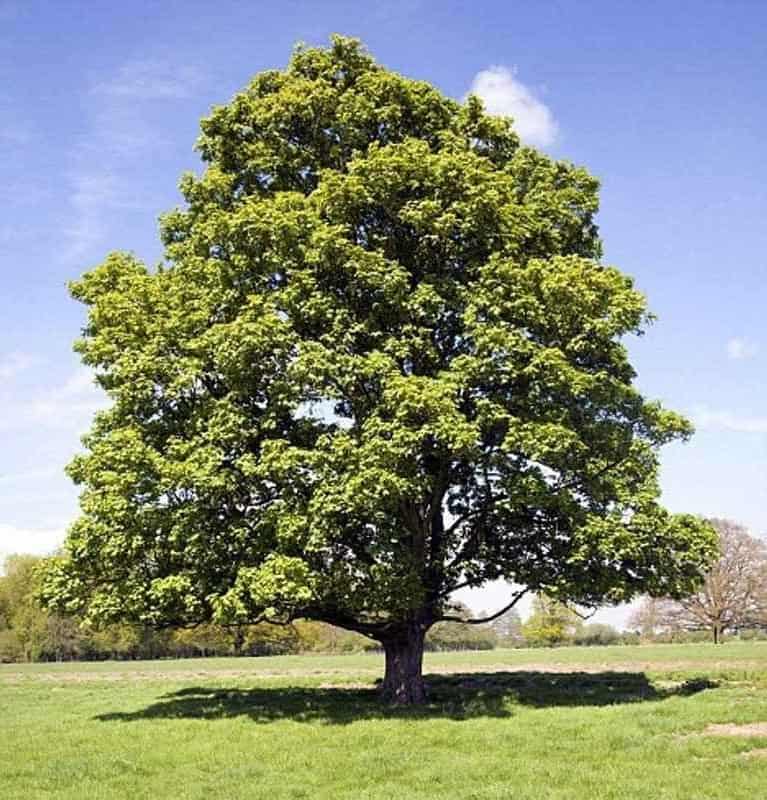 American Sycamore Tree