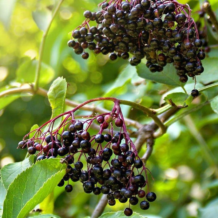 American Elderberry