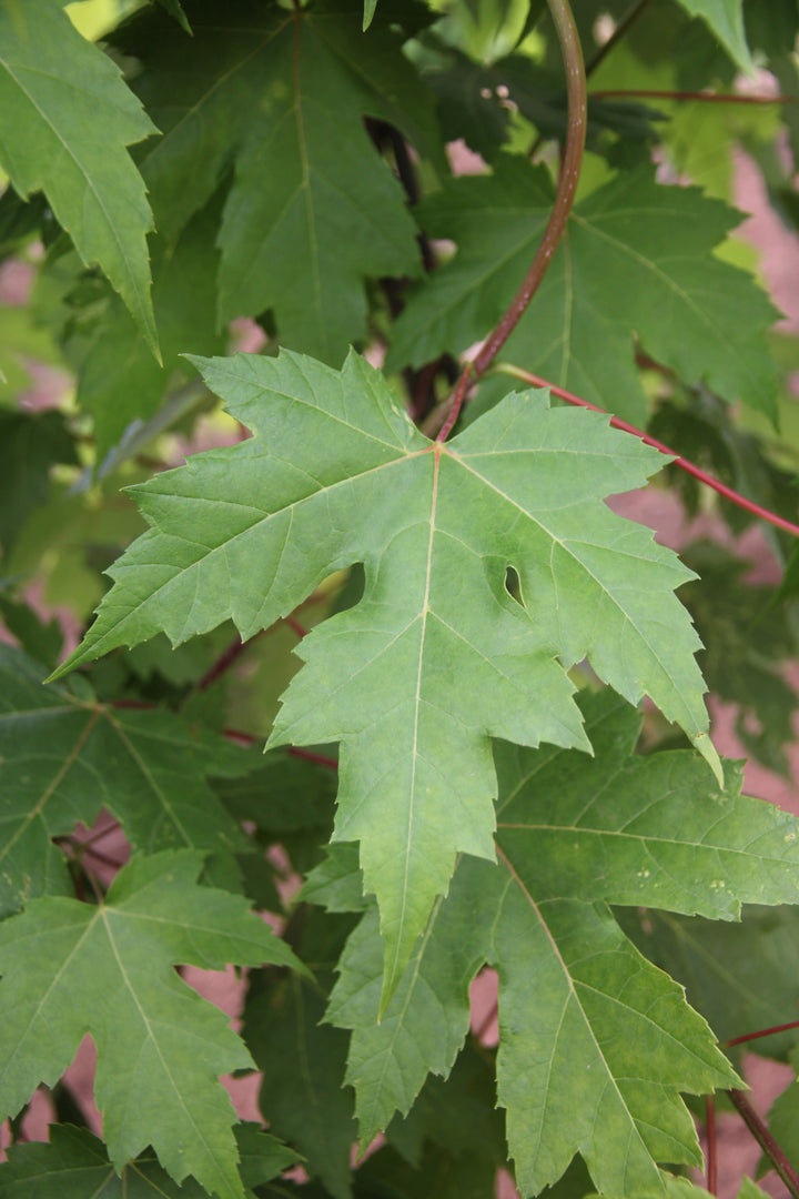 Green Autumn Blaze Maple