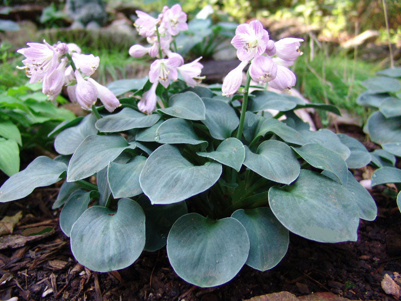 Blue Mouse Ears Blooming