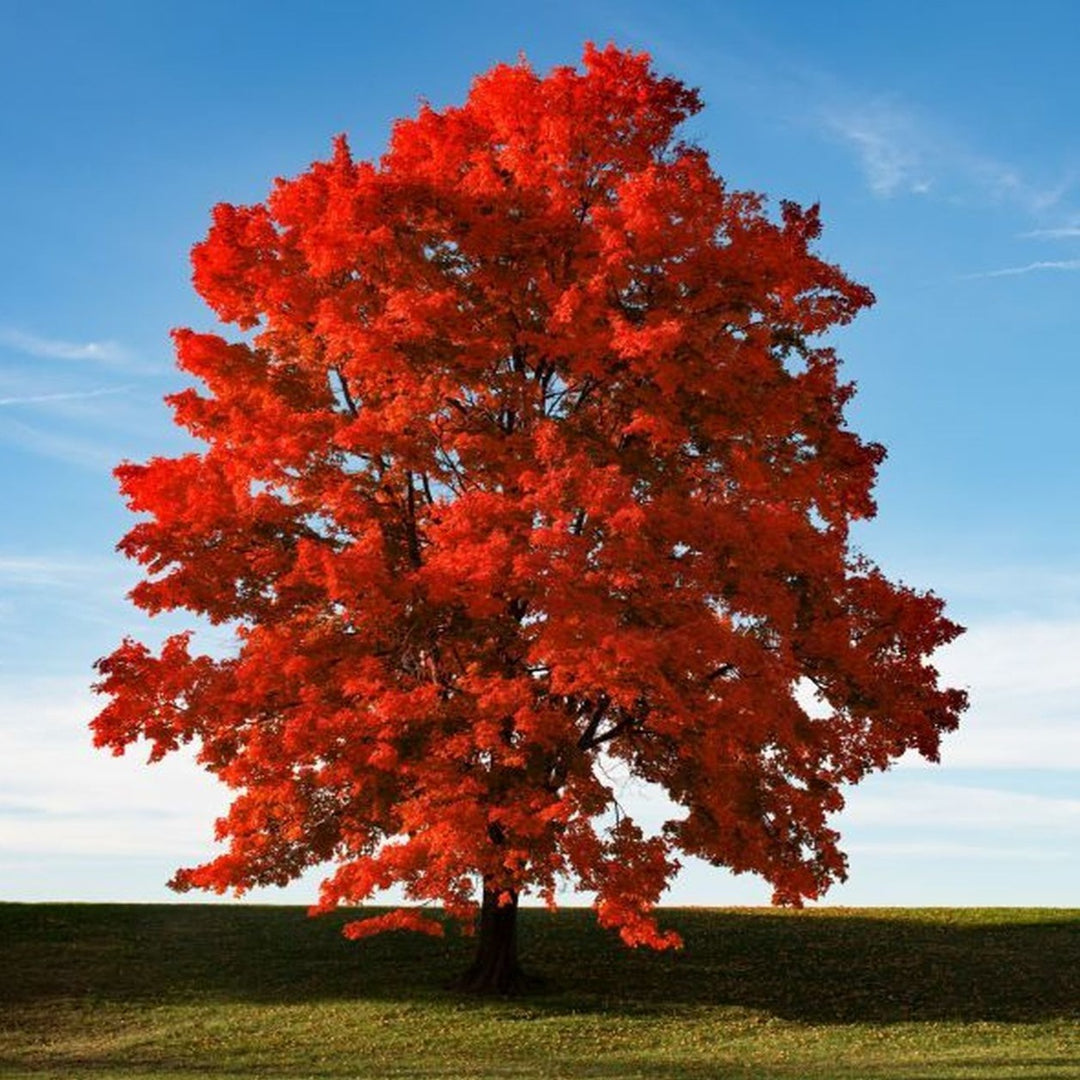 Brandywine Red Maple