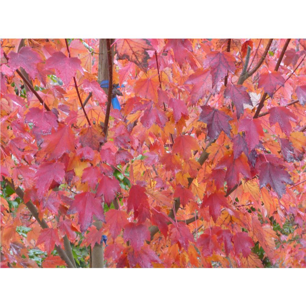 Brandywine Red Maple