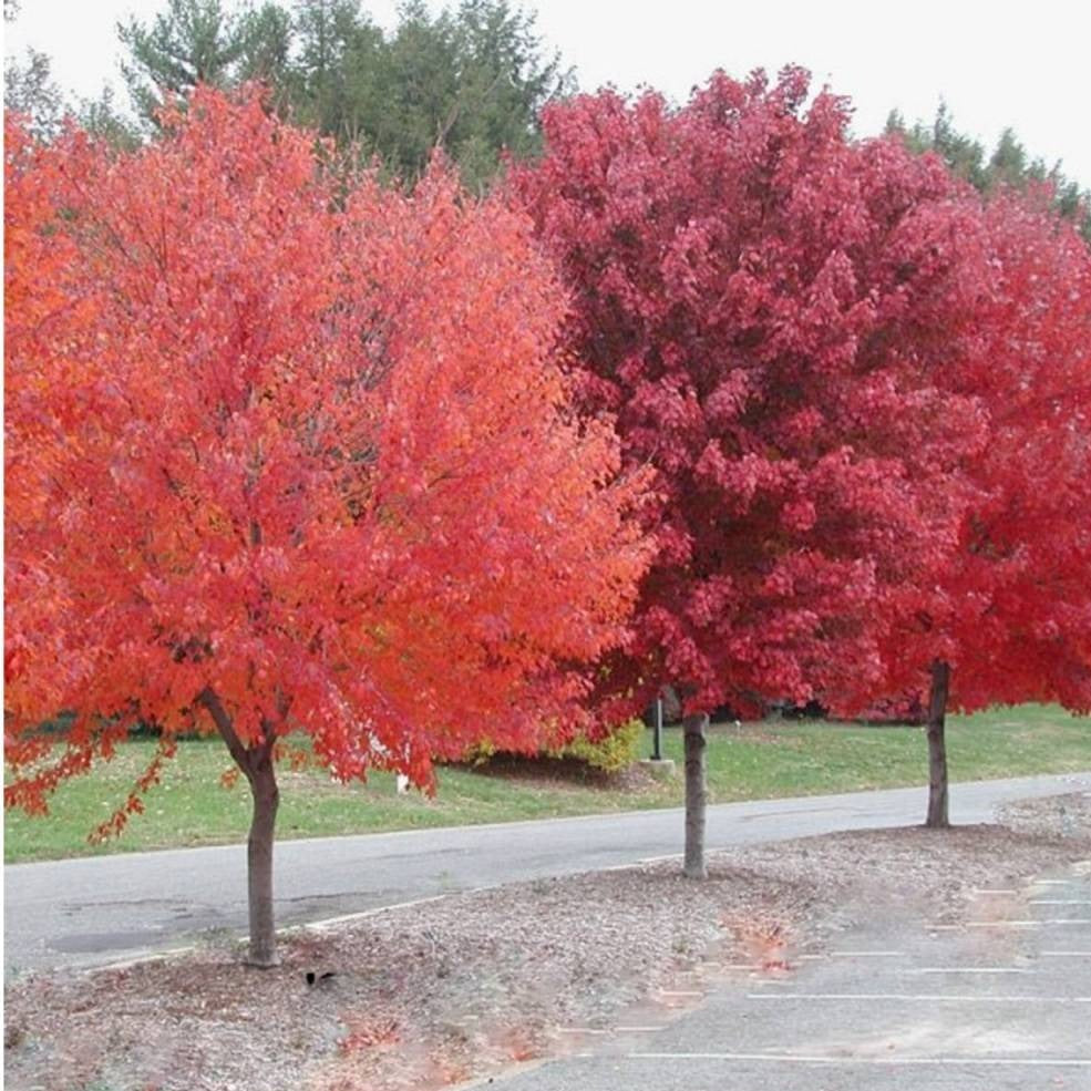 Brandywine Red Maple