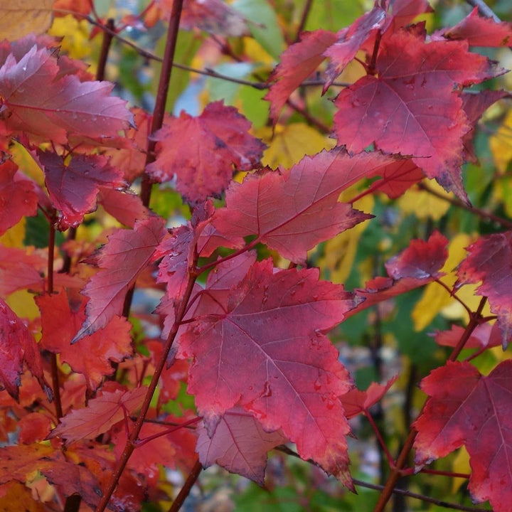Maple Tree 'Burgundy Belle'