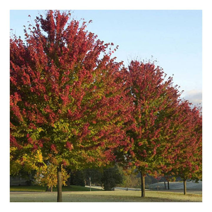 Burgundy Belle Maple