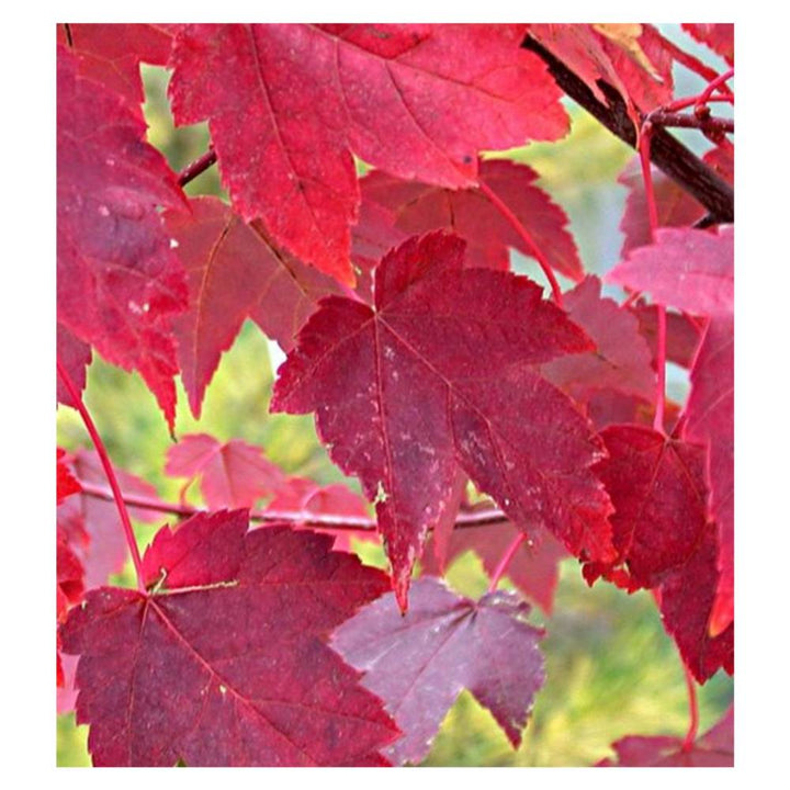 Burgundy Belle Maple