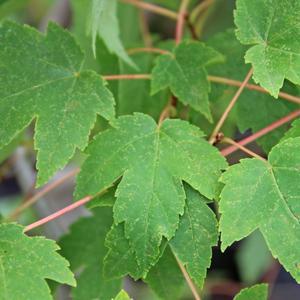 Green Burgundy Belle Maple