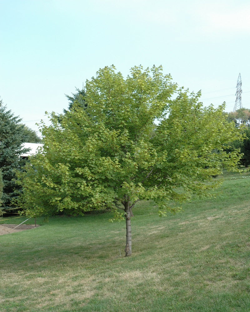 Green Burgundy Belle Maple