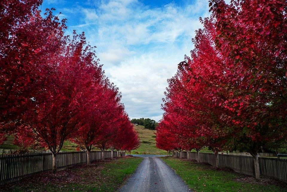 Burgundy Belle Maple