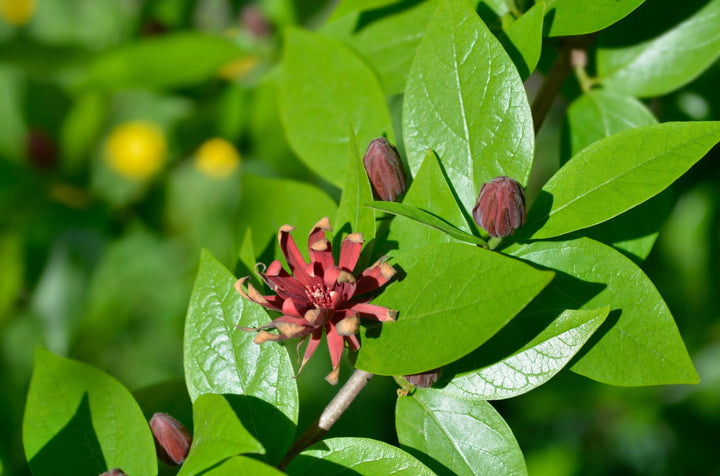 Eastern Sweetshrub