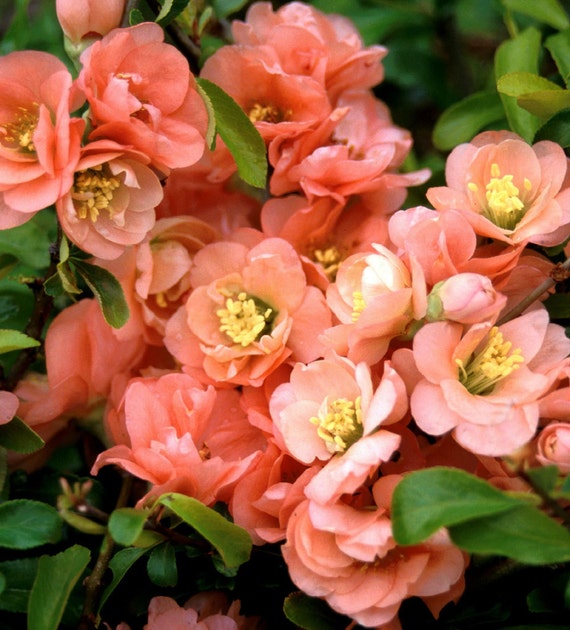 Cameo Flowering Quince Flowers