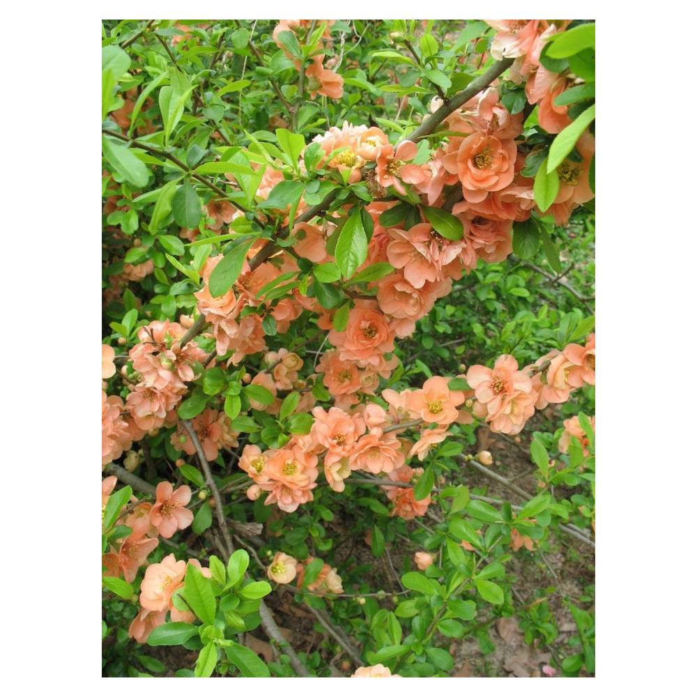 Cameo Flowering Quince Flowers