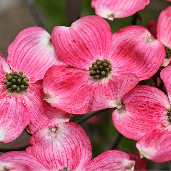 Cherokee Brave Dogwood Flowers