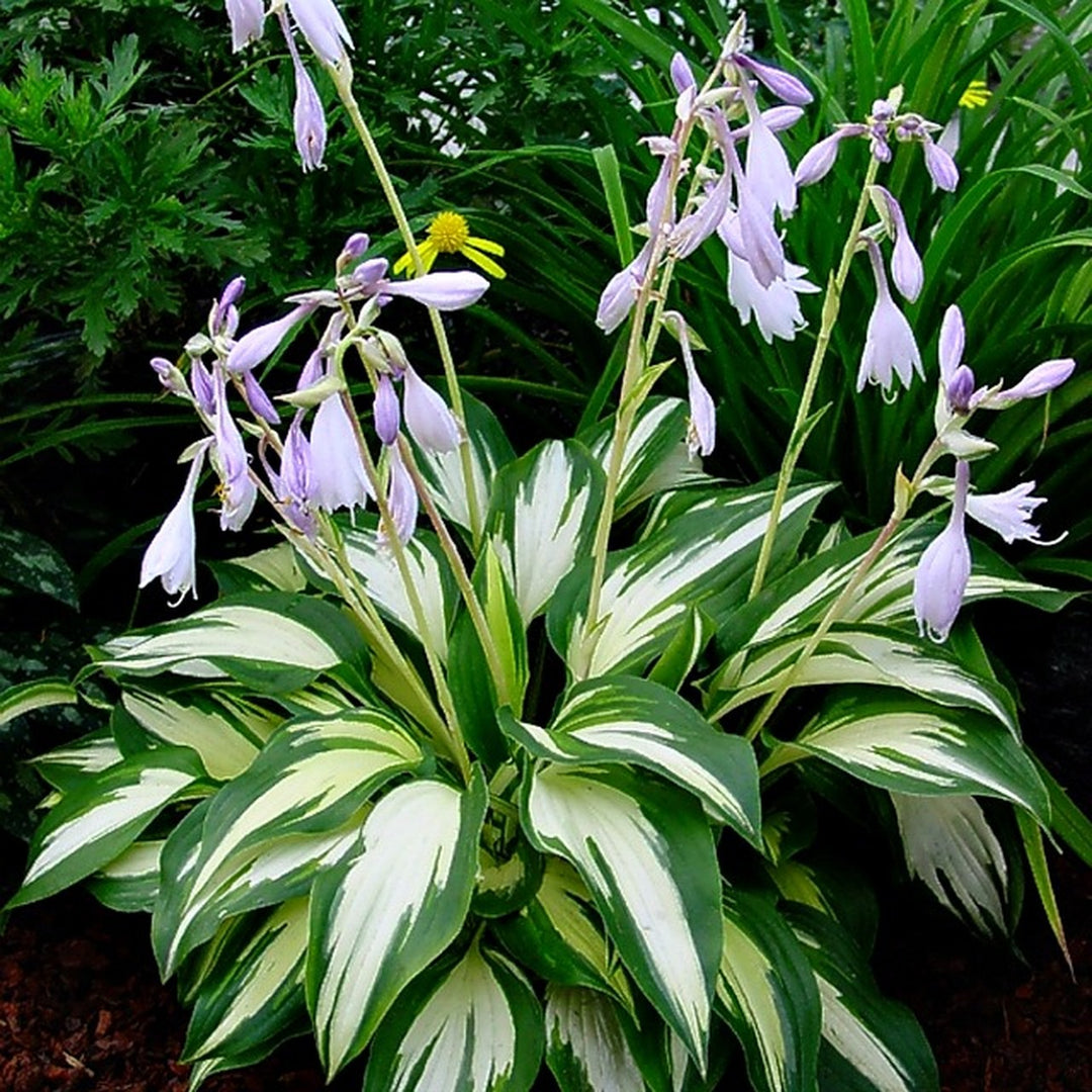 Blooming night before christmas hosta