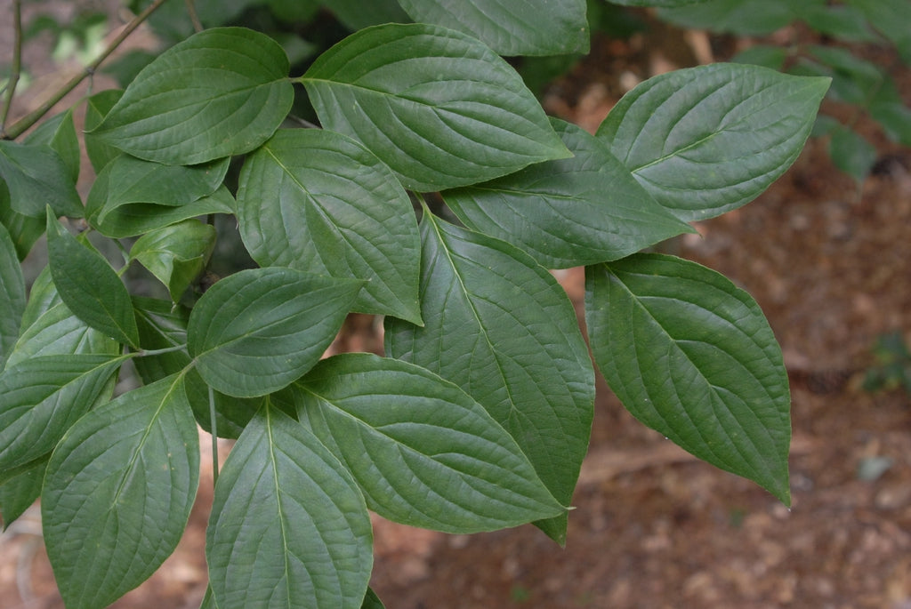Cherokee Brave Dogwood leaves green