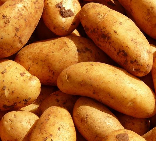 Seed Potato 'Teton Russet'