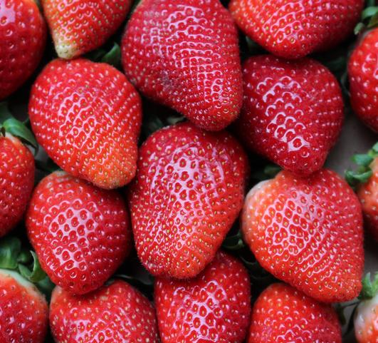 Strawberries Everbearing 'Albion'