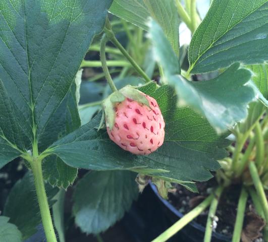 Strawberries Everbearing 'White Carolina'