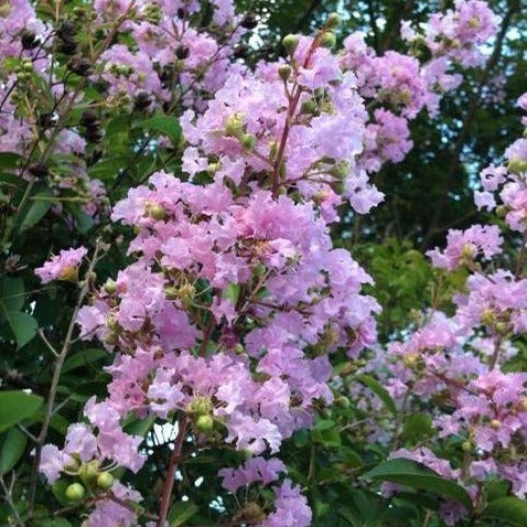 Muskogee Crape Myrtle Flowers