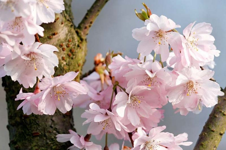 Autumnalis winter cherry