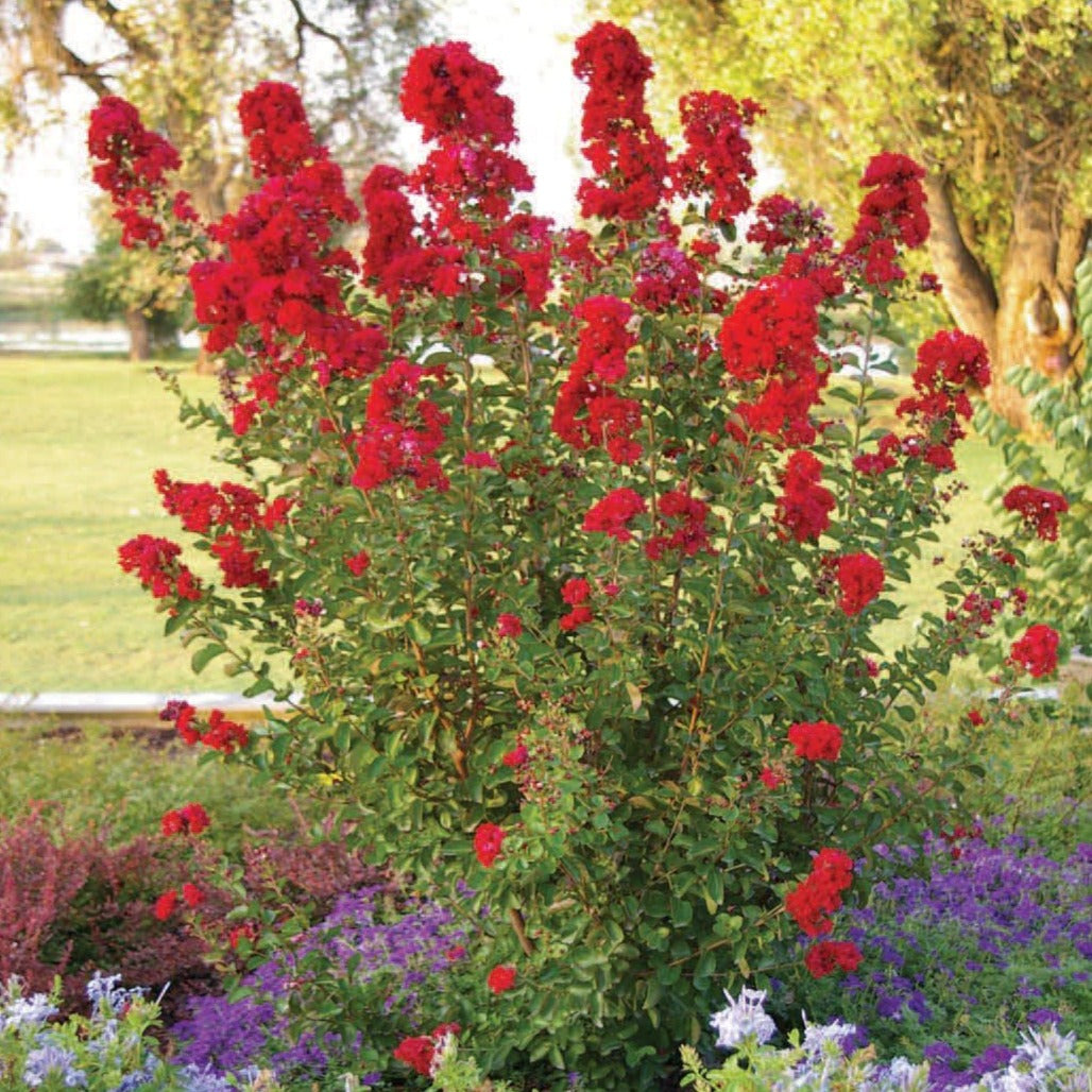 Dynamite Crape Myrtle Shrub