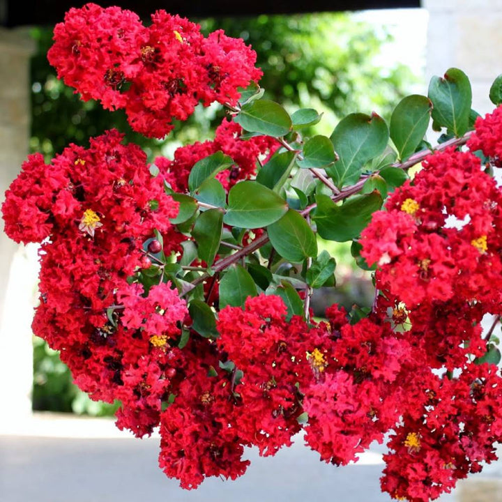 Dynamite Crape Myrtle flowers