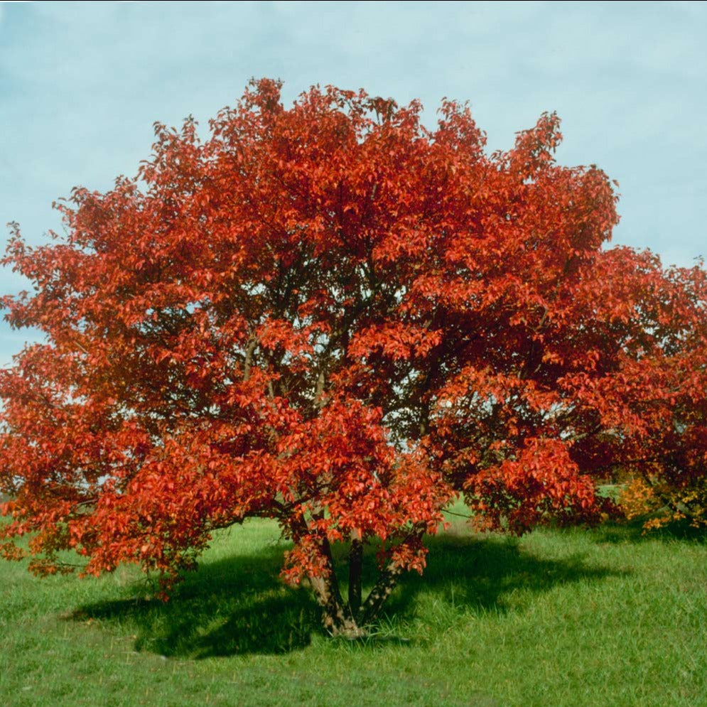 Flame Amur Maple