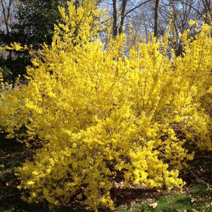 Yellow Forsythia