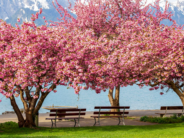 Ornamental cherry tree 'Kwanzan Cherry Tree'
