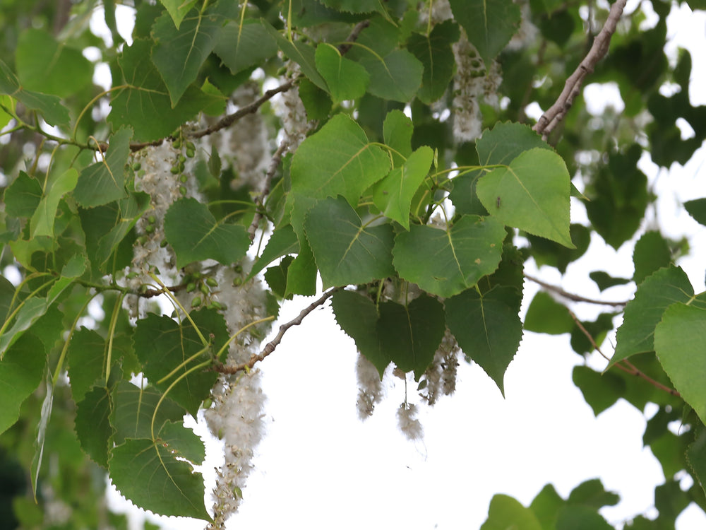 Heart shaped leaves with white cotton like blooms