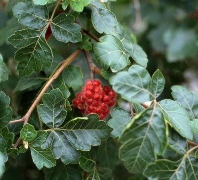 Fragrant Sumac