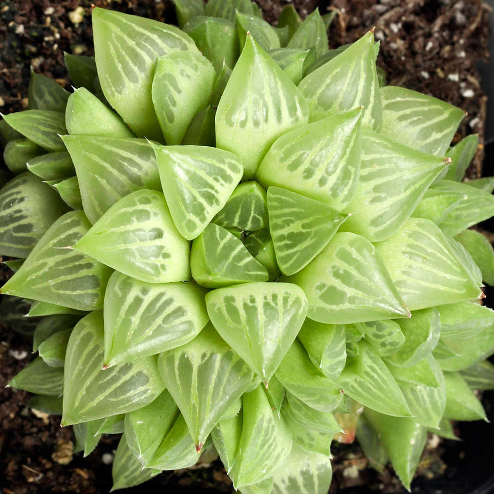 Haworthia Retusa Star Cactus