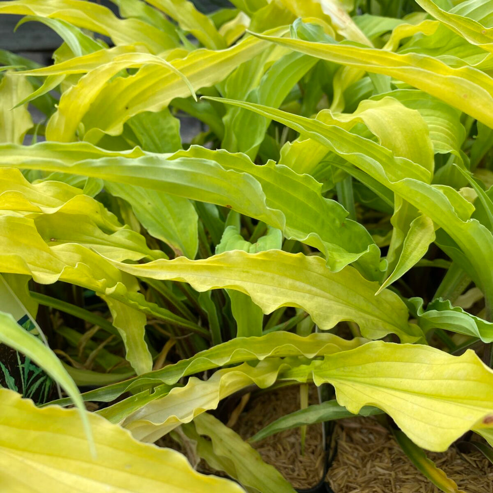 Curly Fries Hosta