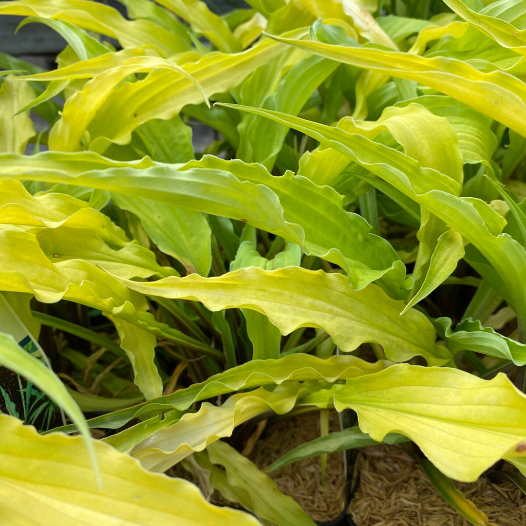 Curly Fries Hosta